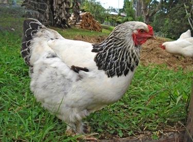 Gallina Brahma